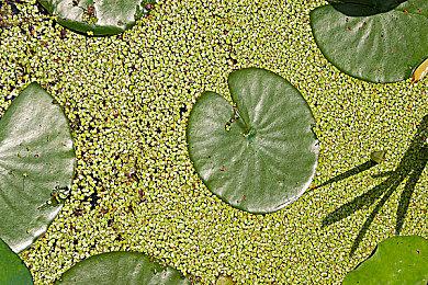 《绝区零》伊芙琳角色展示 | 以我之名