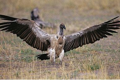 《枪墓GORE》概要预告 11月22日正式发售